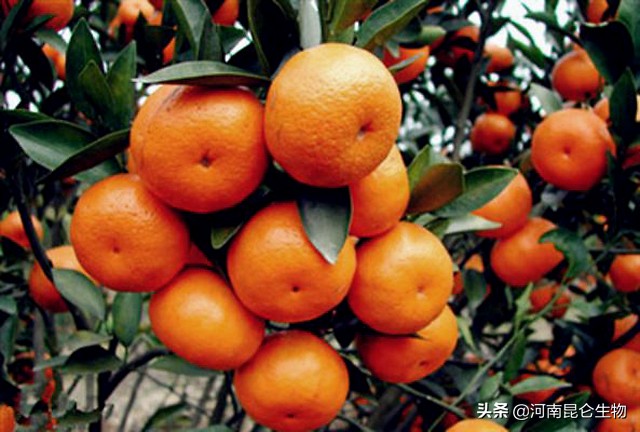 砂糖桔得了根腐病怎么办,砂糖橘褐斑病用什么药