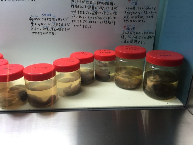 0语言，onepeople，日本北海道冬季往返8日自由行干货