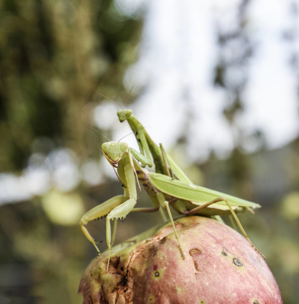 动物世界螳螂的生活习性,动物世界自相残杀视频大全