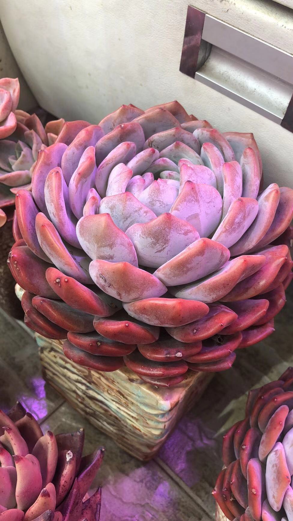 橙梦露怎么养容易出颜色,橙梦露一般怎么养护