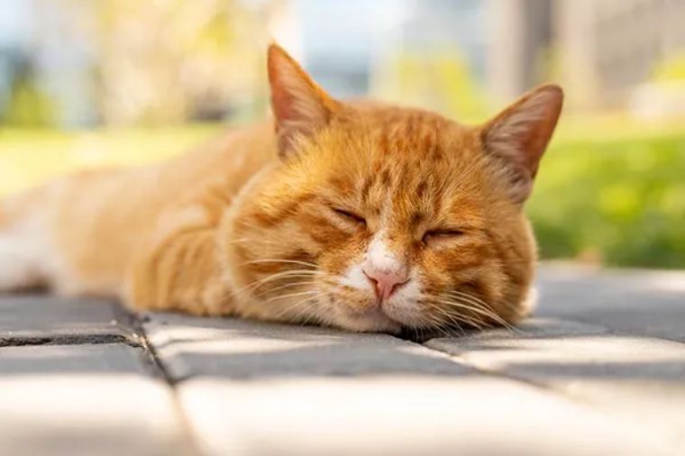 便秘的人补钙吃什么钙片好,补钙不便秘的钙片