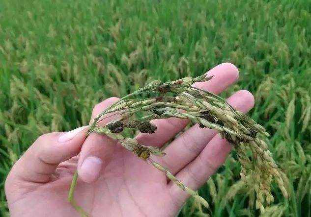 水稻抽穗后要关注这2种病，防止出现黑粒和白穗，防治时期最关键