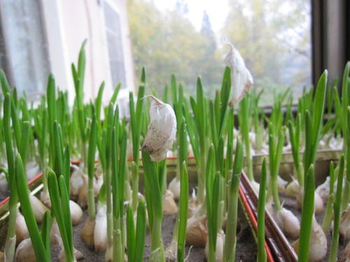 大蒜为什么倒苗,大蒜面包蒜发生原因及防治措施