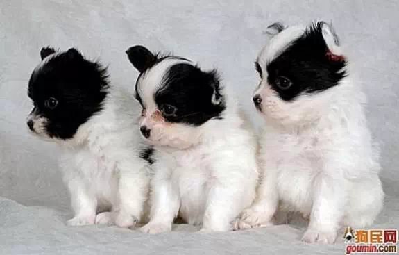 狗狗大全,送给喜欢狗的人）