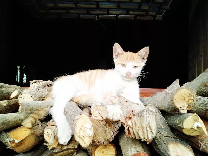 恩施鹤峰大峡谷攻略,恩施鹤峰旅游攻略一天