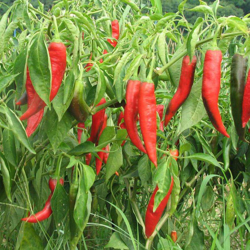 辣椒结果后长虫怎么办,辣椒各生长阶段病虫害防治