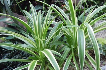 吊兰养开花了,吊兰如何养得又绿又壮