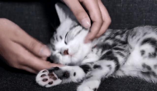 用猫方式对待猫,用手抚摸猫