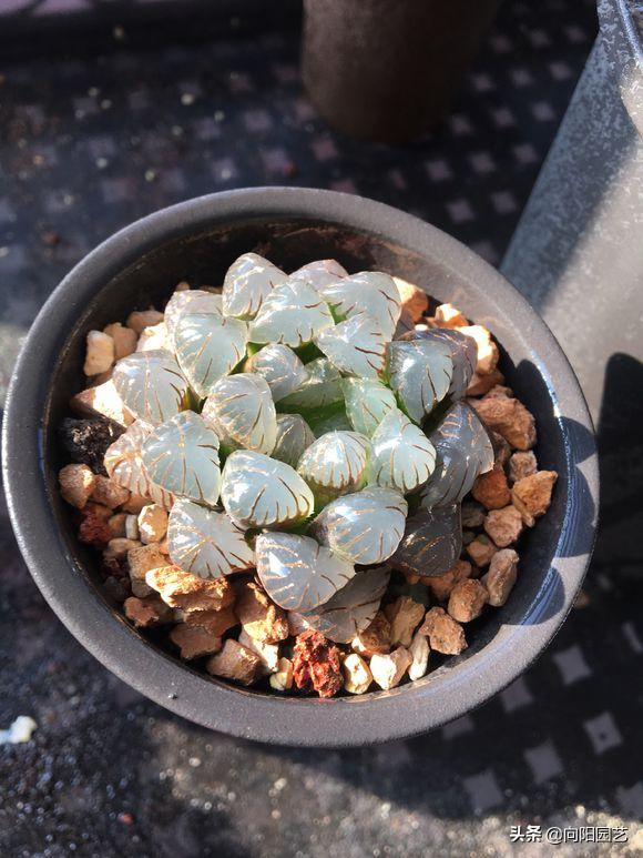 水晶玉露徒长干瘪,已经徒长和干瘪的玉露