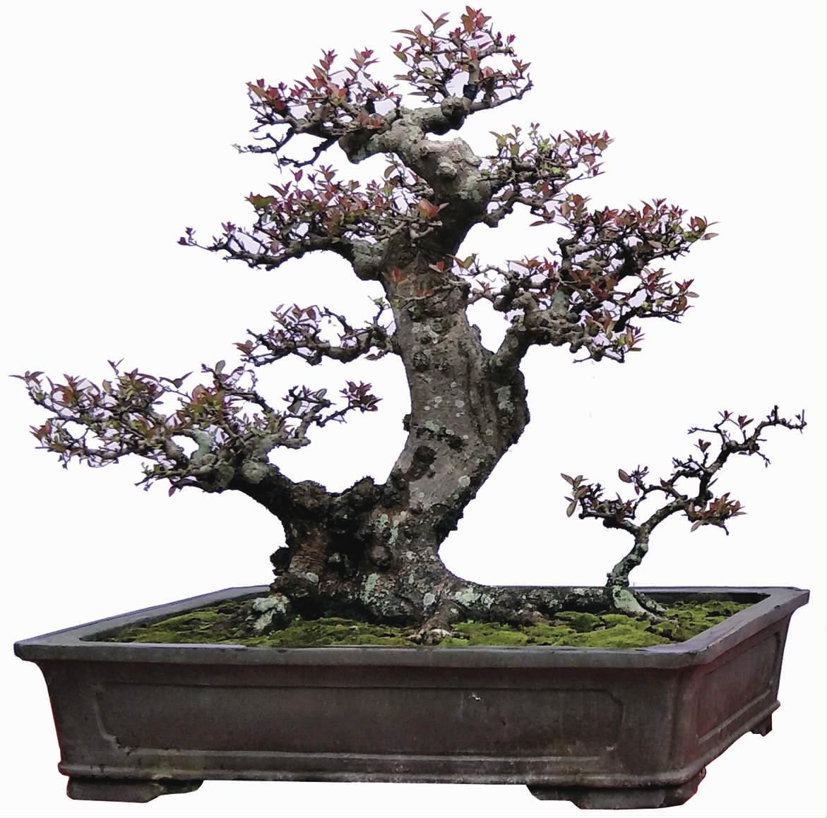 小叶紫檀盆景和黑骨茶盆景的区别,小果柿黑骨茶