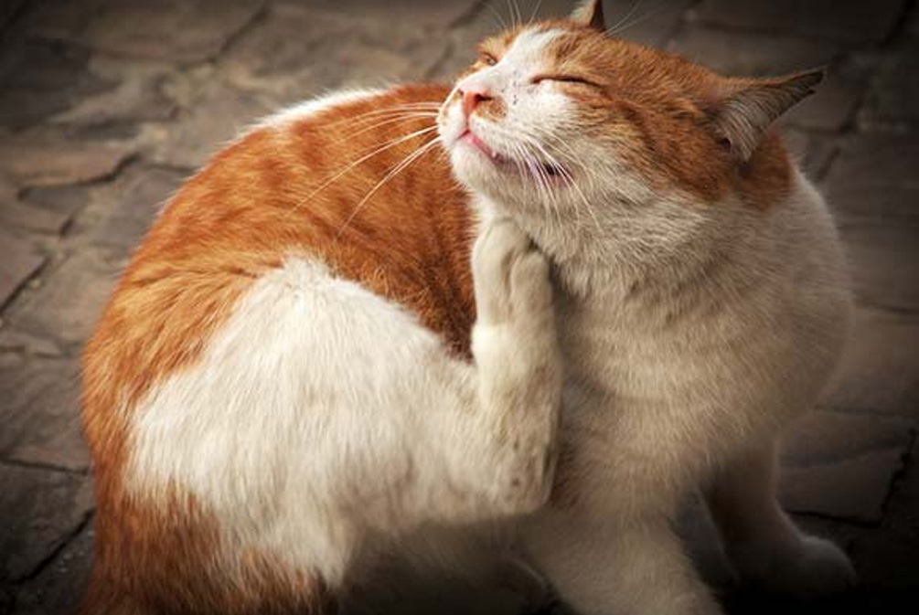 猫皮肤发痒怎么治疗,猫皮肤瘙痒用什么药膏