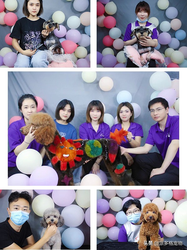 派多格宠物城,派多格宠物市场