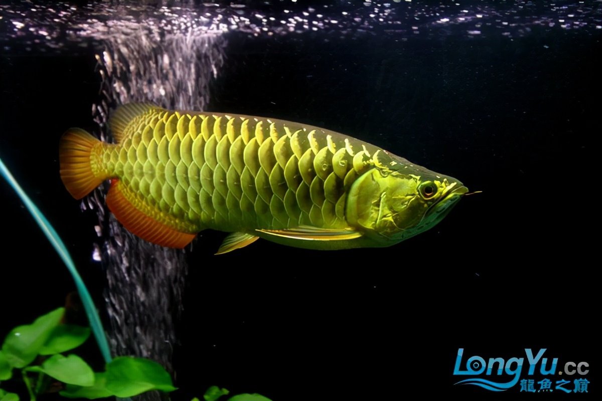 金龙鱼全过背是什么,金龙鱼最大纪录