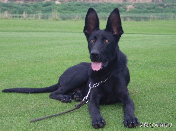 黑狼犬黑熊犬区别,最稀有的黑熊犬