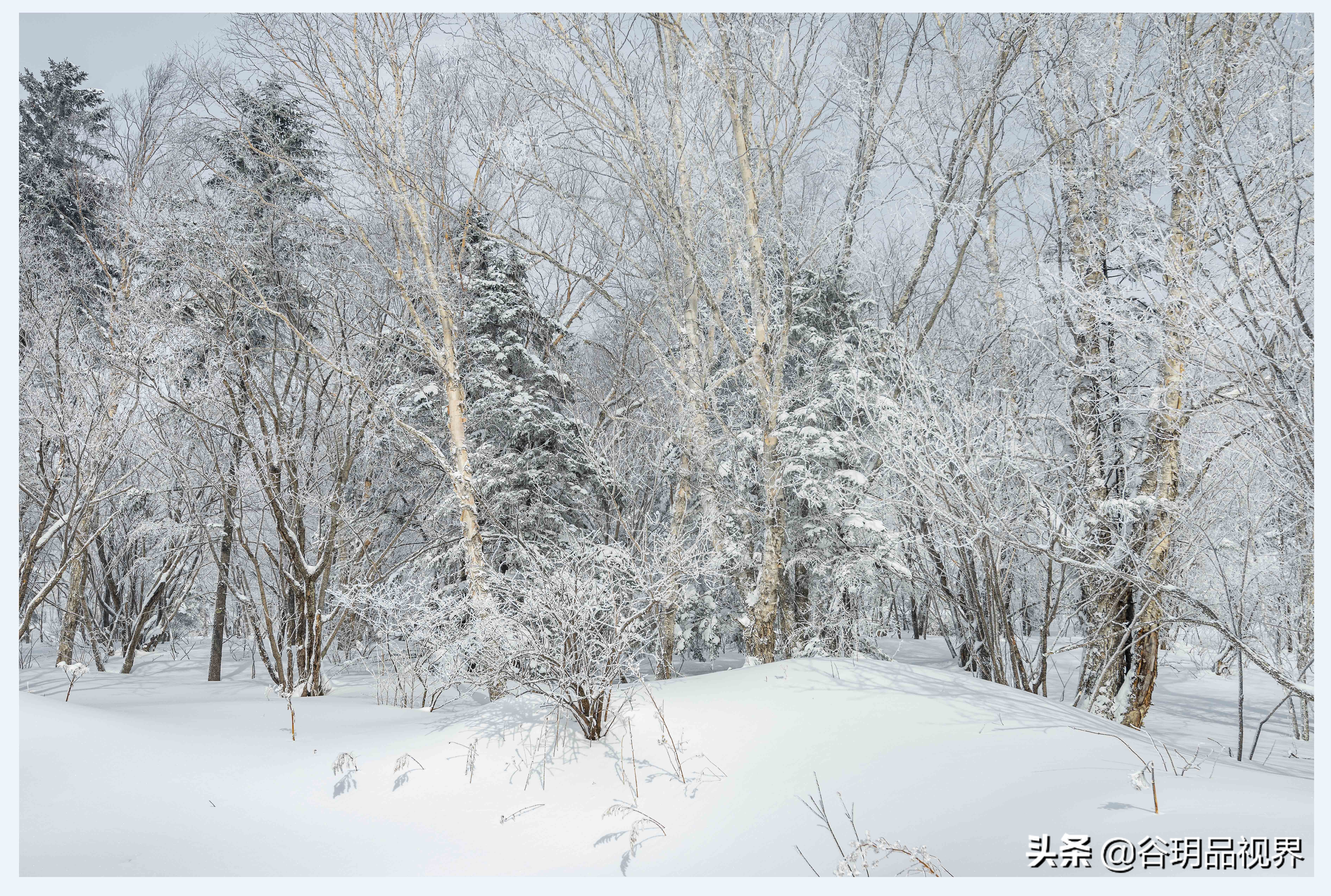 近距离拍摄雾凇视频,林海雪原拍摄照片