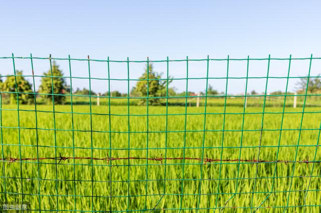 杂交水稻如何撒种,杂交水稻的种植技巧