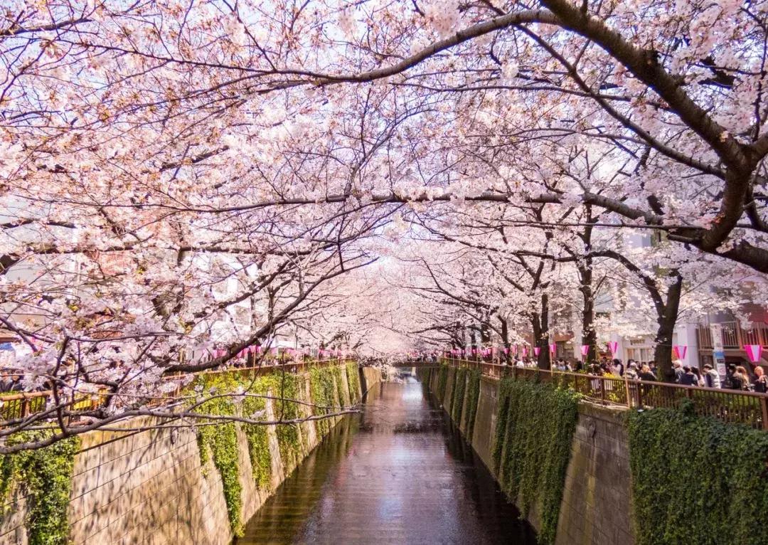 盘点那些年我看过的日本美景,日本美景8k超高清