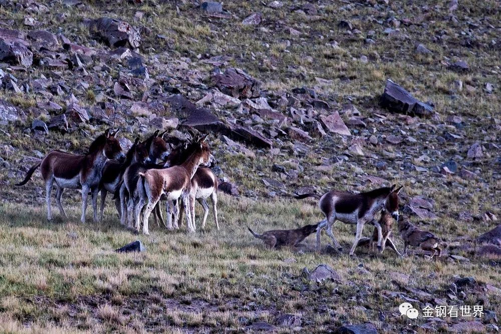 藏狼捕食牦牛,藏西狼徒步边境