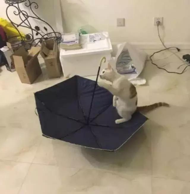 如何封印一只猫,怎么一招封印猫