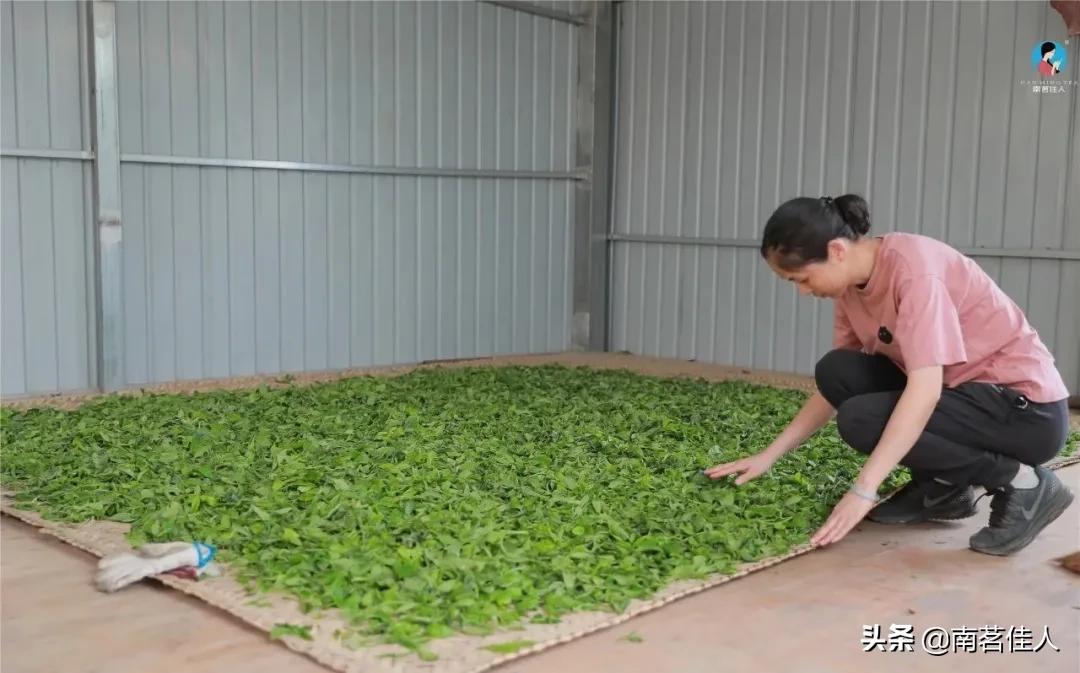 六年陈贡眉老白茶,特级陈香老白茶