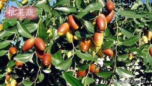 枣树春季修剪的时间和方法,春季枣树什么时候喷石硫合剂最佳