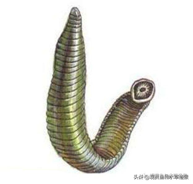 鱼缸里涡虫和蛋白虫的区别,水蚤缸底絮状物需要清除吗