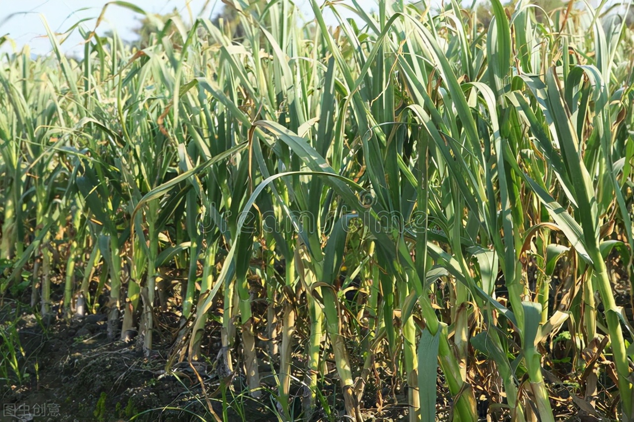 大蒜种植时间和方法百度一下,广州男篮现在怎样