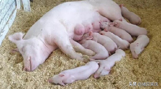 母猪子宫脱垂是什么原因,母猪临产子宫脱垂怎么办