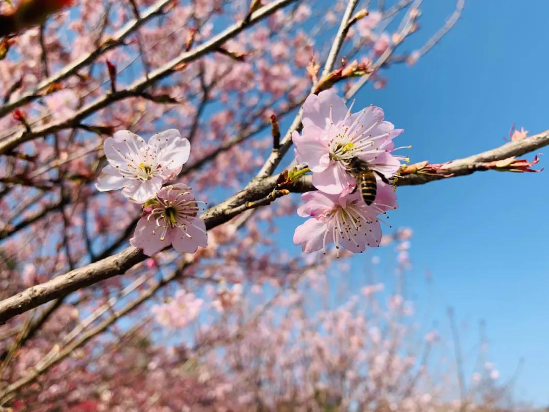 好嗨“游”（11）|这一片早樱还不去赏，错过又得等一年