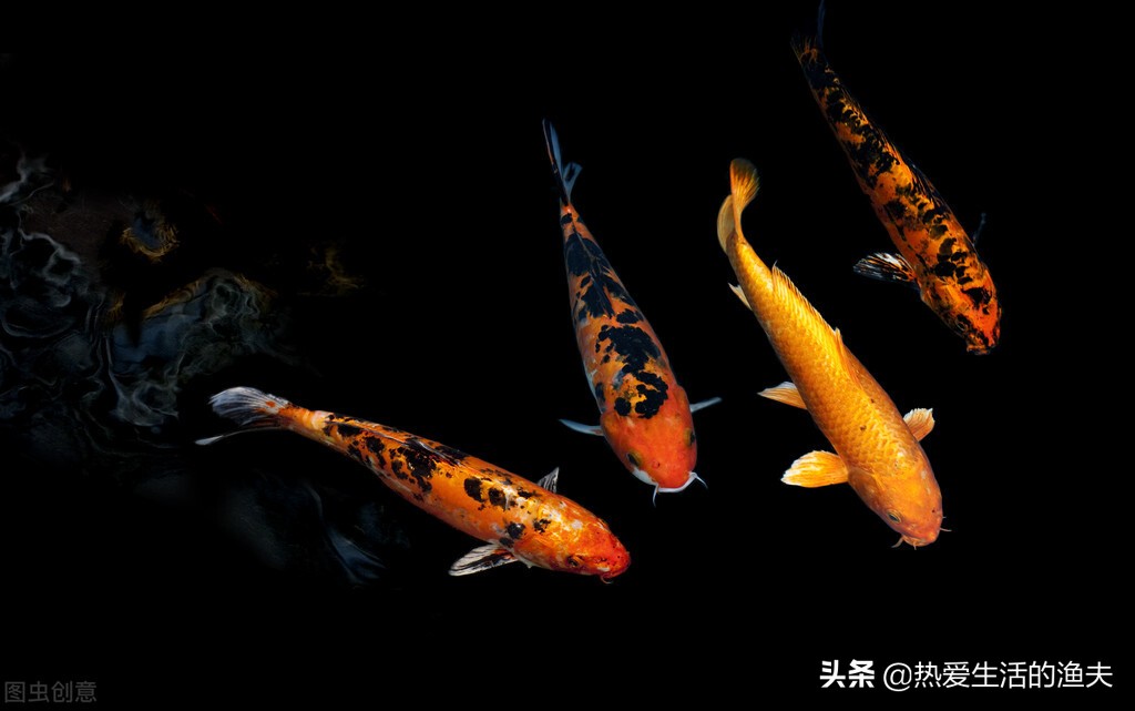 锦鲤怎么喂水不浑,锦鲤一般怎么喂食比较好