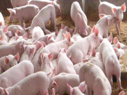 断奶小猪如何不腹泻,小猪断奶后腹泻怎么回事