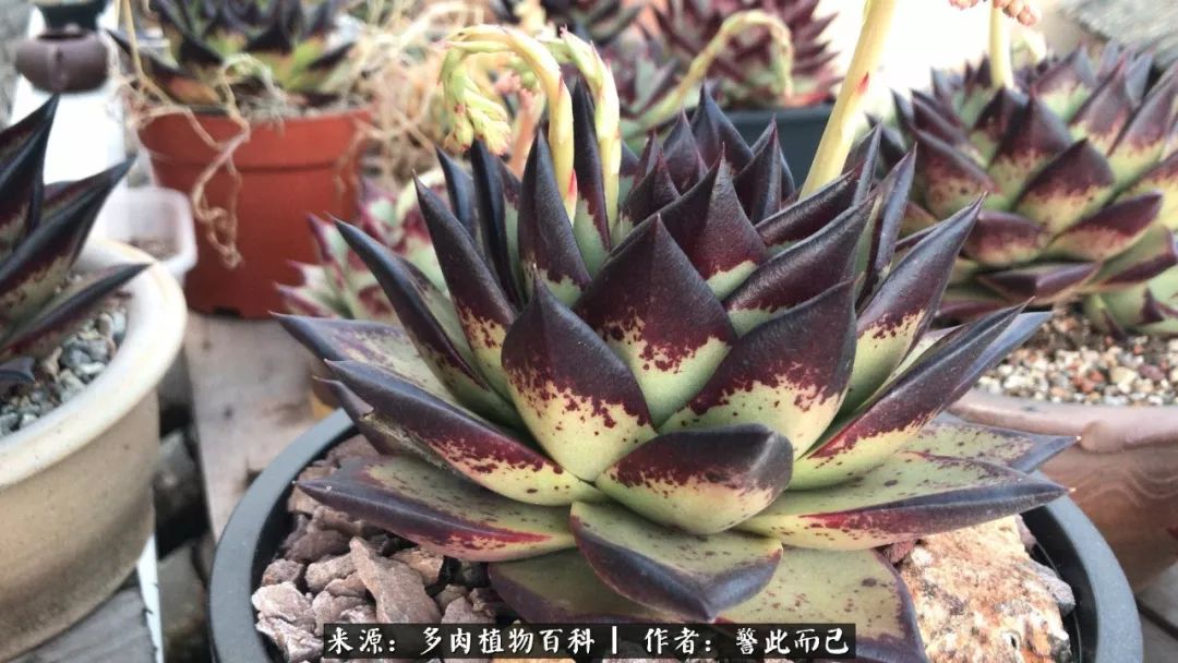 小警察的乌木：红与黑的霸气之美！