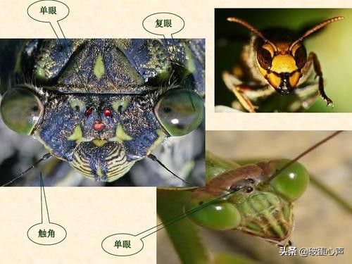 用皮肤看“视界”？谁说不可能，“变色专家”桦尺蠖自有小妙方