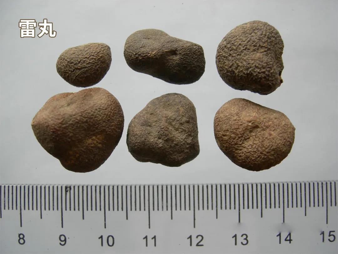 雷丸中药,每天学习一味中药龙胆