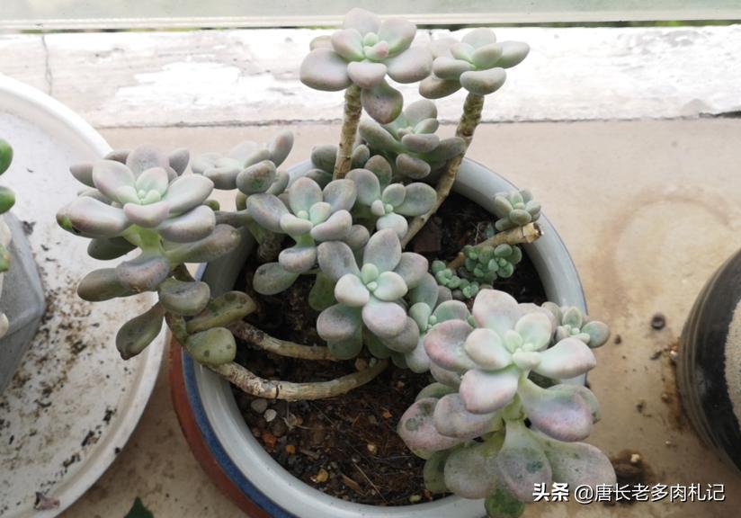 多肉艾伦最美态势,多肉艾伦好度夏吗