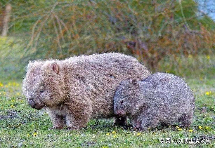 袋熊为什么会拉方形便便,袋熊为什么可以拉出方形便
