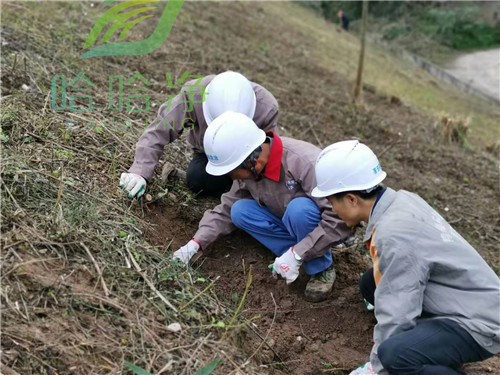 重庆白蚁上门防治怎样收费,重庆灭白蚁公司排名