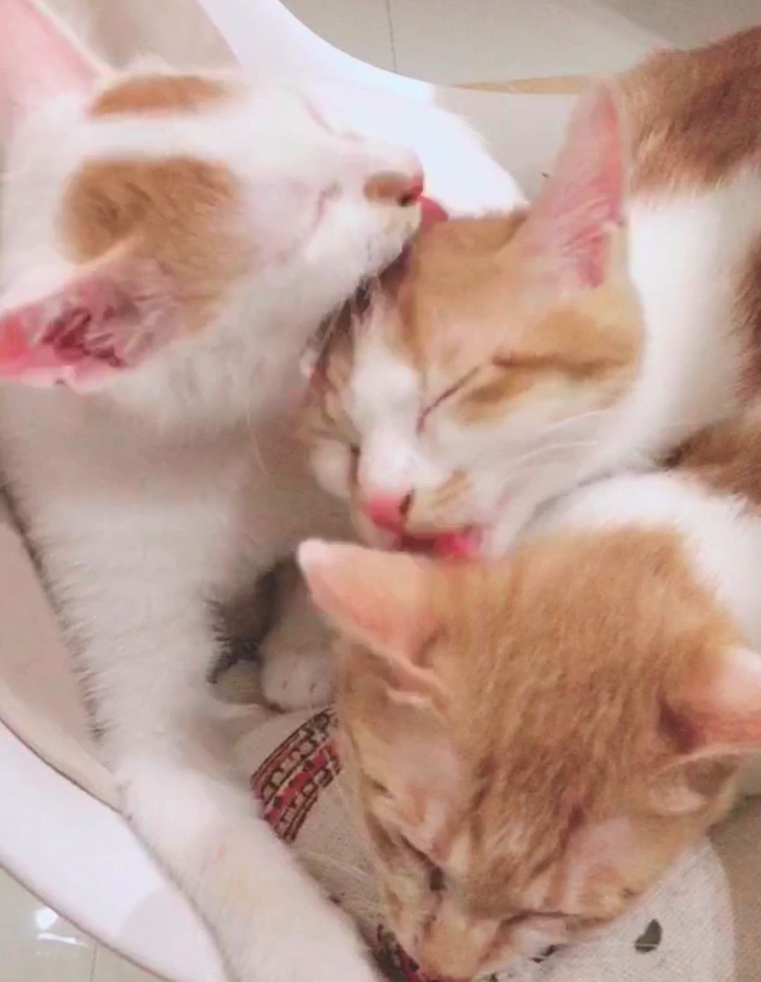 如何纠正猫咪的尿床行为,怎么彻底解决猫咪尿床