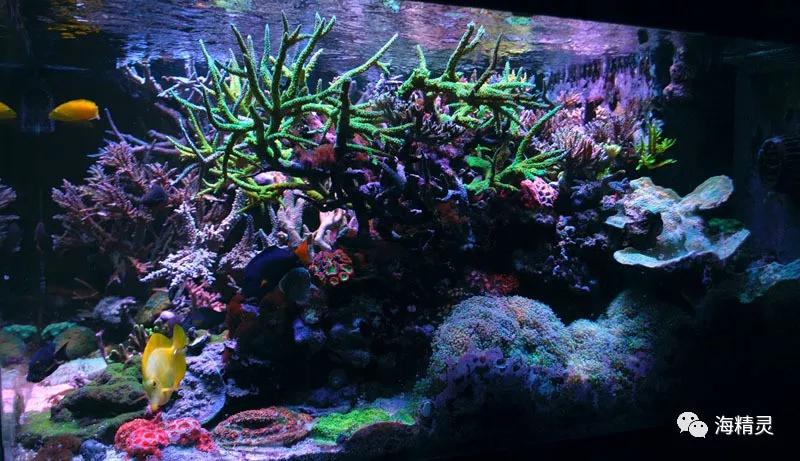 为什么一定要爆藻,为什么国人对鱼情有独钟