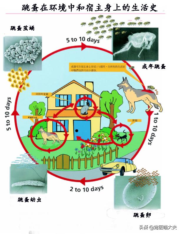 狗狗跳蚤引起的皮肤过敏怎么治,狗狗跳蚤引起的过敏性皮炎