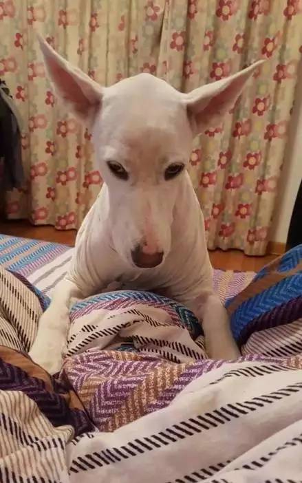 给萨摩耶犬剃毛,给萨摩耶剃毛怎么才能让它不动