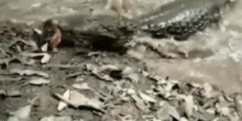 小伙玩了一下电鳗，直接口吐白沫倒下，我们该怎么和电鳗玩耍？