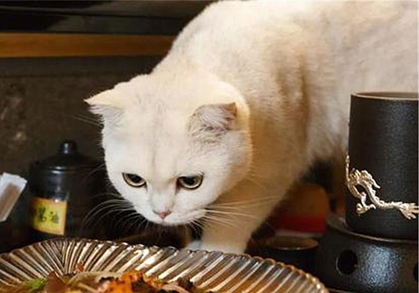 五个月猫咪有没有饱腹感,猫咪有饱腹感吗