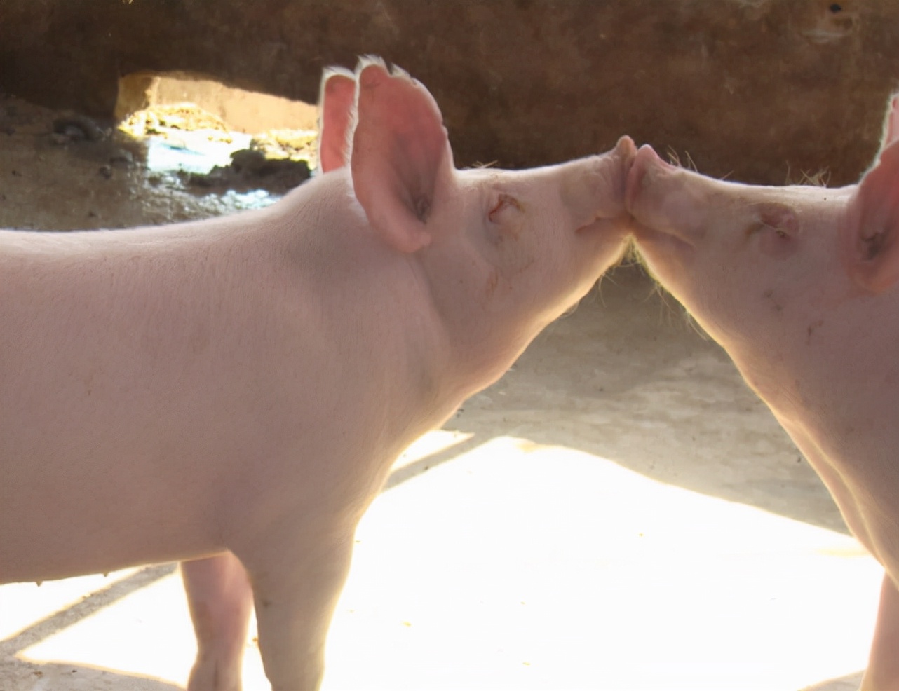 姣嶇尓涓嶆帓鍗电殑澶勭悊鏂规硶,鍚庡姣嶇尓鎬庝箞鐭ラ亾姣嶇尓鎺掑嵉