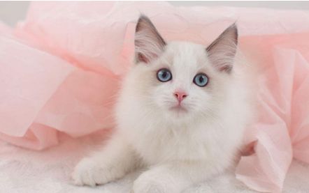 母猫发情用棉签戳，结果棉花掉进去了……