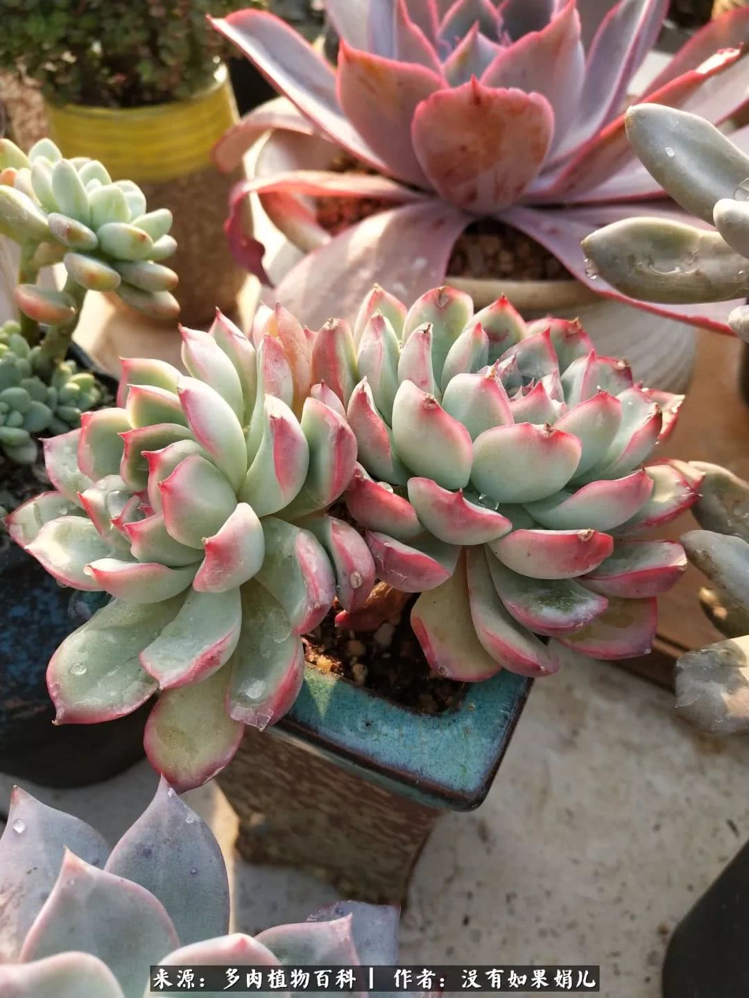 明人不说暗话，我为多肉而来！