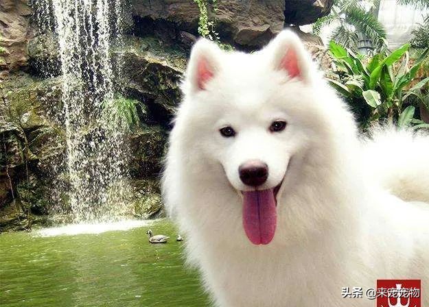 怎么挑选纯种的萨摩耶,如何挑选纯正的萨摩耶