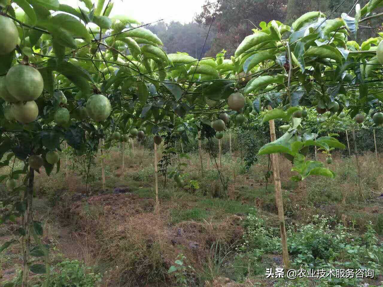 种植百香果视频教程,重庆百香果栽培种植技术