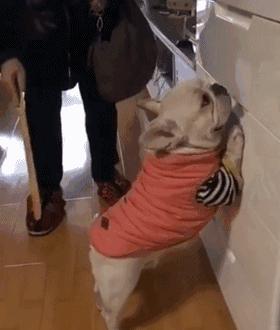 经常打狗狗会怎么样,经常打狗狗还对你有感情吗