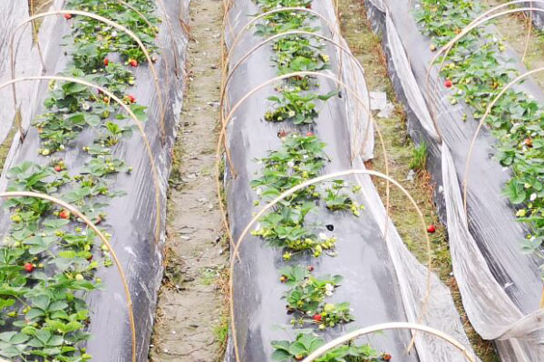 草莓移栽20天死苗是什么原因,草莓种一个月叶子枯死